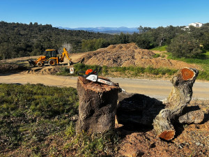 Photo de galerie - Elagage et coupe d'arbres