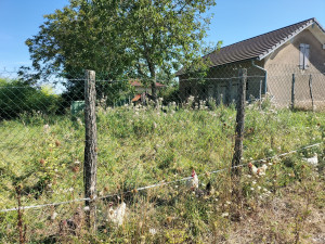 Photo de galerie - Tonte de pelouse - Débroussaillage
