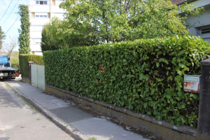 Photo de galerie - Taille de haie de laurier 