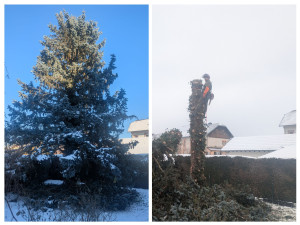 Photo de galerie - Elagage et coupe d'arbres