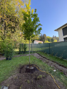 Photo de galerie - Plantation d’un érable 10 ans 