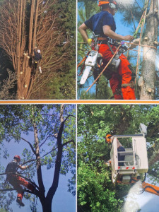 Photo de galerie - élagage d'arbre sur les hauteurs