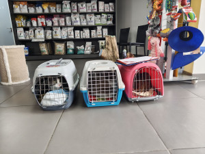 Photo de galerie - Garde chat