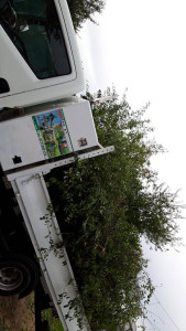 Photo de galerie - Enlèvement des déchets verts 