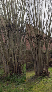 Photo de galerie - Éclaircissage de cépée (noisetier)