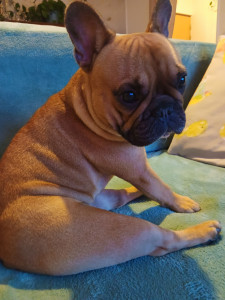 Photo de galerie - Umber, adorable petite bouledogue française de 2 ans