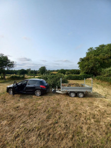 Photo de galerie - Elagage et coupe d'arbres