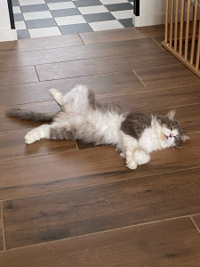 Photo de galerie - Garde chat