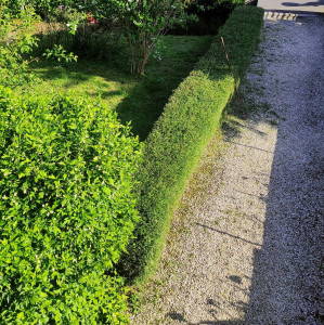 Photo de galerie - Taille de haie