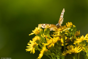Photo de galerie - Animalière1