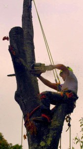 Photo de galerie - Abattage chêne rouge malade (travaux sur corde)