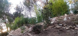 Photo de galerie - Aménagement d'un talus 