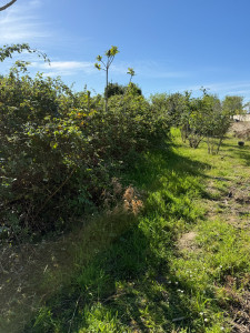 Photo de galerie - Avant débroussaillage 