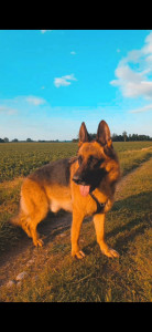 Photo de galerie - Voici Saxo, mon berger allemand que j'ai adopté quand il avait 2 mois qui est malheureusement partit rejoindre les étoiles à l'âge de 5 ans à cause d'une tumeur maligne...