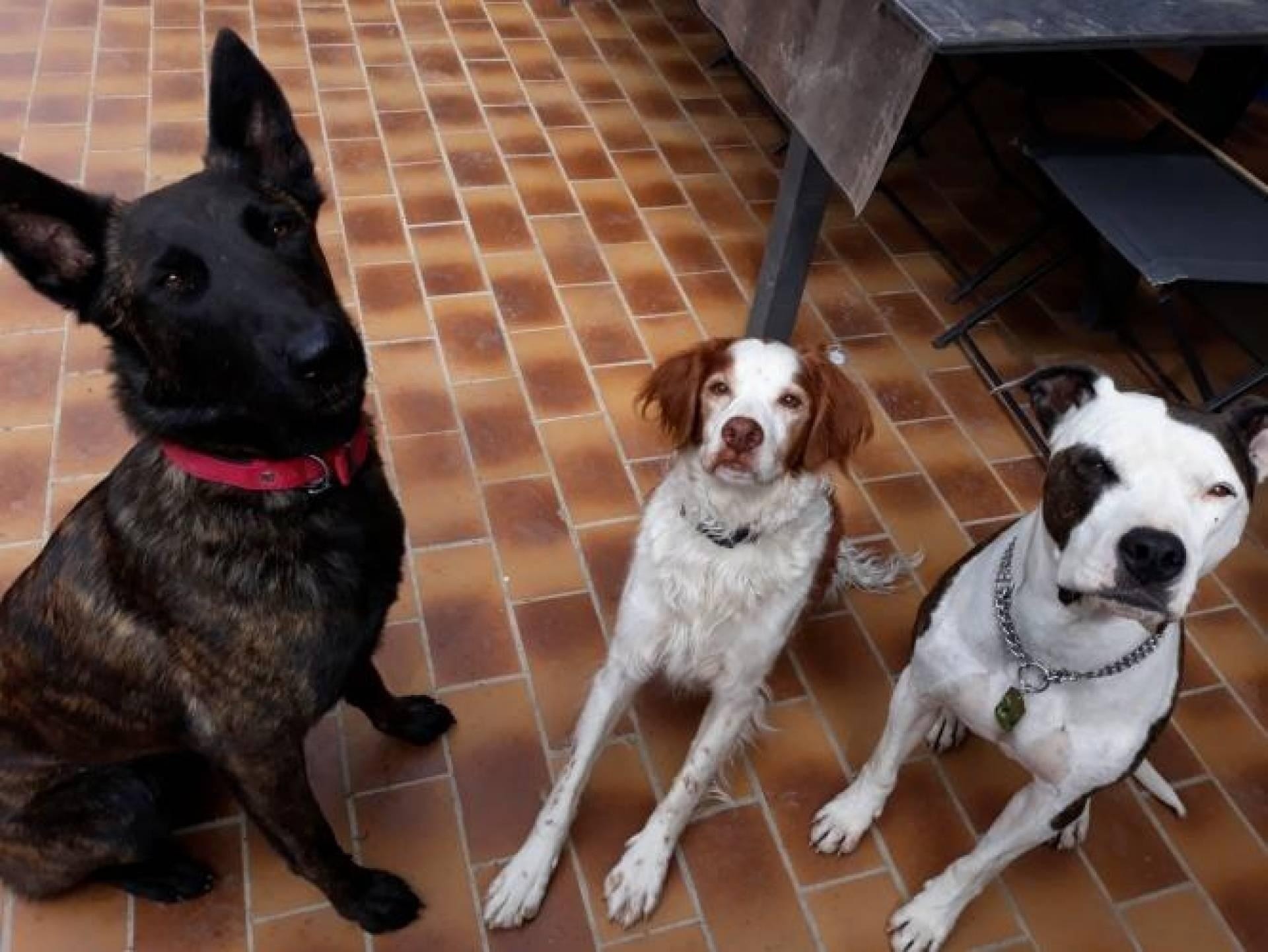 chien de garde 5 lettres