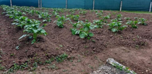 Photo de galerie - Bon développement des cultures du potager.