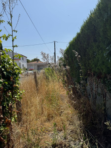 Photo de galerie - Élagage d’une allée