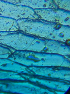 Photo de galerie - Doctorat en biologie, je peux aider vos enfants aux devoirs. 