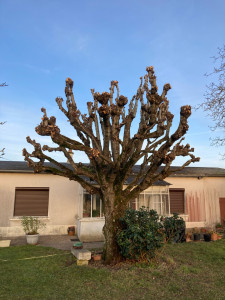 Photo de galerie - Elagage et coupe d'arbres