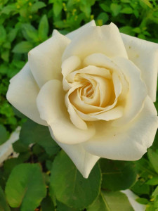 Photo de galerie - Rose blanche et jardinage en tout genre légumes fruit et fleur 