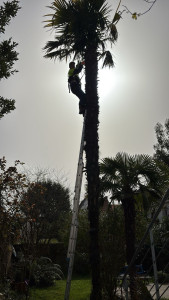 Photo de galerie - Elagage et coupe d'arbres