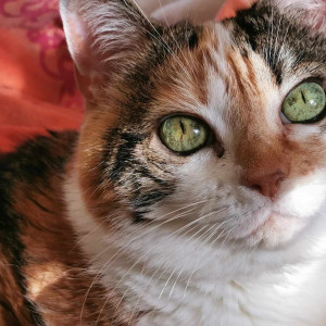 Photo de galerie - Caline ma louloute 