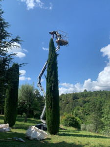 Photo de galerie - Taille cyprès à disposition d’une nacelle araignée 