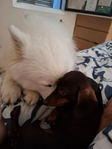 Photo de galerie - Garde chien