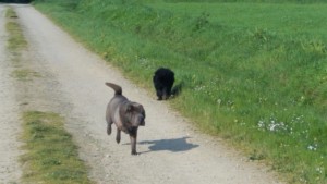 Photo de galerie - Propose garde de chien dans ma maison à Riaillé. Vit de famille avec 2 autres chiens (stérilisés et ok autres animaux), 3 balades par jour. Renseignements et réservation au 06 47 94 03 99