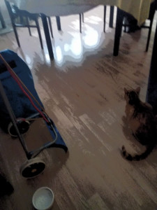 Photo de galerie - J'ai passé un après midi avec le chat de mes enfants que je vais garder cet été. 