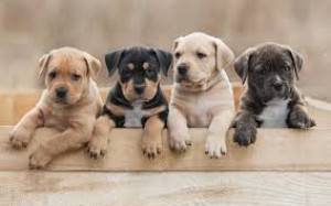 Photo de galerie - Garde animaux