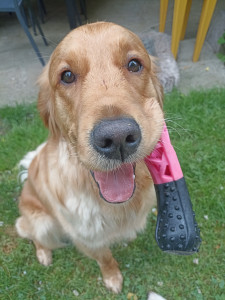 Photo de galerie - Promenade, garde et soin d'animaux.