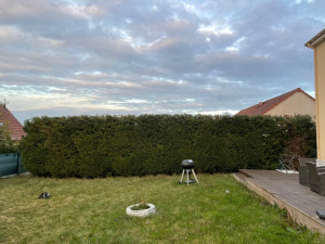 Photo de galerie - Taille de haies et d'arbustes