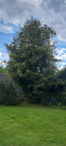 Photo de galerie - élagage après 9 ans sans entretien 
