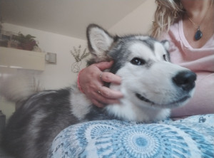 Photo de galerie - Aden le malamute de 11 mois 