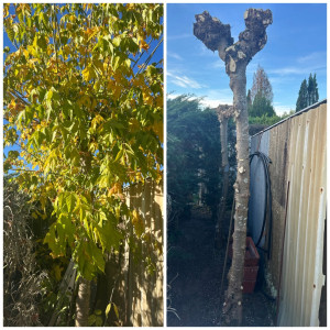 Photo de galerie - Elagage et coupe d'arbres