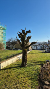 Photo de galerie - élagage 