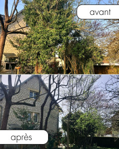 Photo de galerie - Taille d'arbres et suppression du lierre