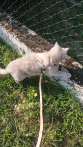 Photo de galerie - Promenade chat
