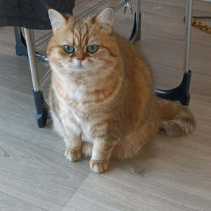 Photo de galerie - Garde chat