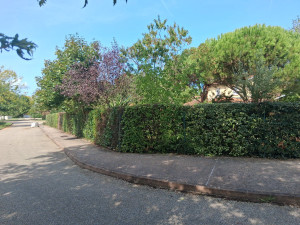 Photo de galerie - Taille de haies et d'arbustes