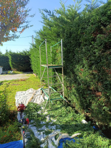 Photo de galerie - Taille de grandes haies à St André de cubzac 
