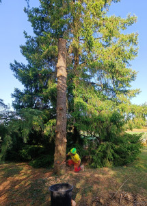 Photo de galerie - Abattage d'arbre
