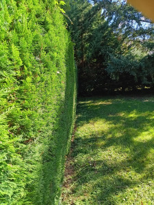 Photo de galerie - Taille de haies et d'arbustes