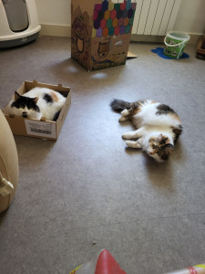 Photo de galerie - Garde animaux