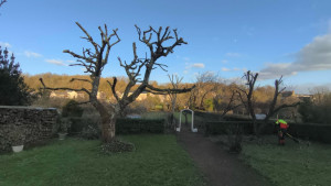 Photo de galerie - étêtages de deux arbres.
