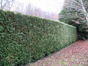 Photo de galerie - Taille de haie
