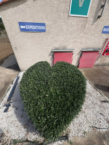 Photo de galerie - Taille de formation d’un olivier, représentant un cœur 