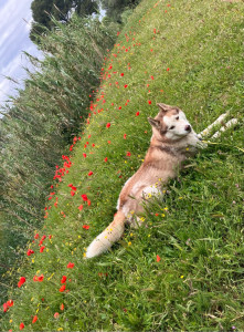 Photo de galerie - Garde chien