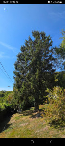 Photo de galerie - Abattage